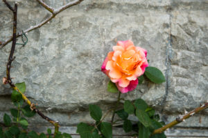 Roses on the island of Mainau, Lake Constance Roses on the island of Mainau, Lake Constance